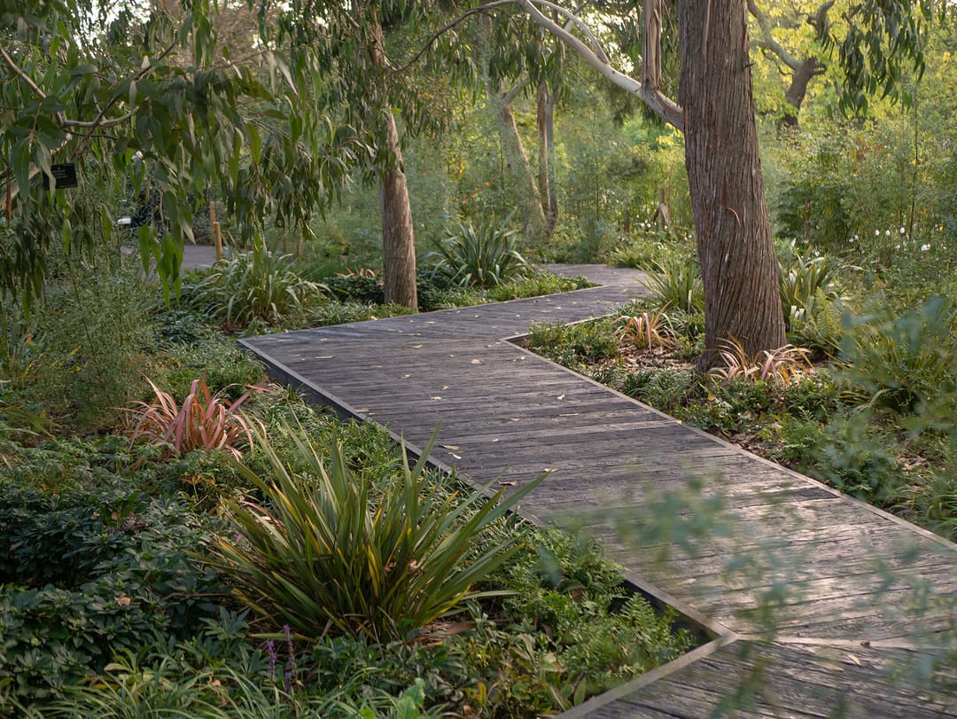 Dark Embered boardwalk zig-zagging through ferns and tall trees in the Kew Children's Garden